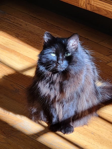 Minerva – a fluffy black cat.