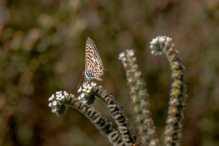 A butterfly sits on a spindly plant with small white flowers