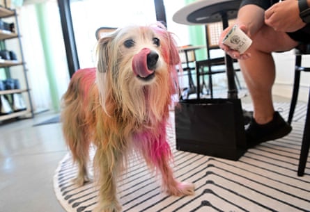 A dog whose fur has been dyed pink licks his lips as his owner offers a treat from a cup.