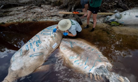 Outlines of propeller scars on dead manatees drawn by biologists from the Florida Fish and Wildlife Conservation Commission during a study in the Indian River lagoon