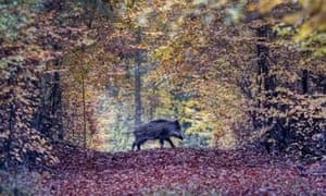 A wild boar runs through a forest in the Taunus region near Frankfurt, Germany, where the first case of ASF was discovered in September.