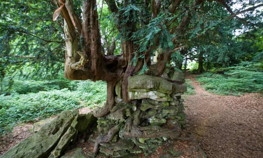 The Devil s Pulpit yew tree with its roots in a rocky outcrop