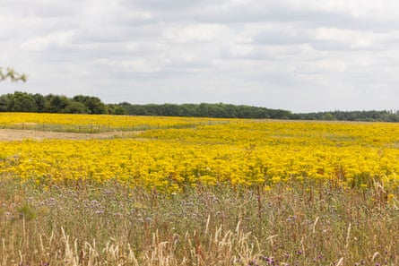 A field filled with yellow ragwort