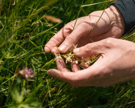Greater butterfly orchid at National Botanic Garden of Wales
