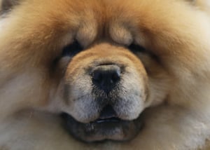 A Chow Chow gets prepared to compete at the 143rd Annual Westminster Kennel Club Dog Show