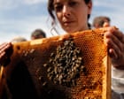 French Parliament Reauthorizes Banned Pesticides, Angering Beekeepers