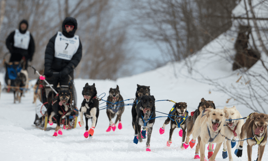 Blair Braverman’s Welcome to the Goddamn Ice Cube recounts her time as a dog musher