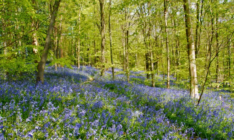 I walk through fabulous woods of bluebells