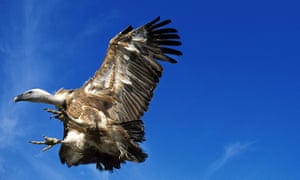 A griffon vulture in flight.