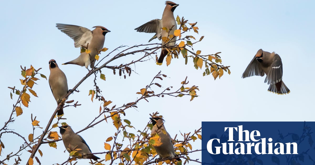 Garden Birdwatching The Wildlife Travel Drama On Your Doorstep