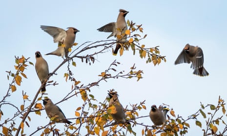 Flock of waxwings on a birch tree, Perth Scotland.