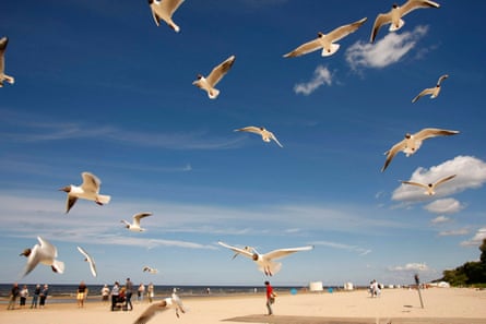A sunny sandy beach with lot of black-headed gulls flying over it