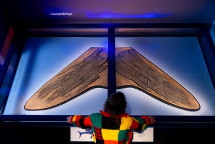 A woman looks at the fossilised tail fin of an Leedsichthys in a display case.