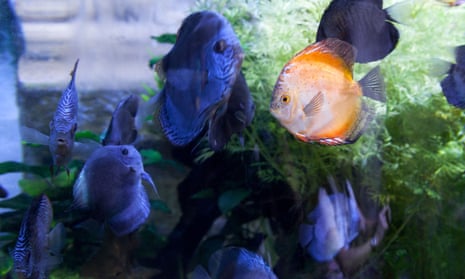 Orange fish surrounded by blue fish in tank