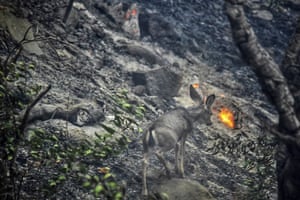 A deer scurries near a recently burned area off Refugio Road in Goleta, California, US.