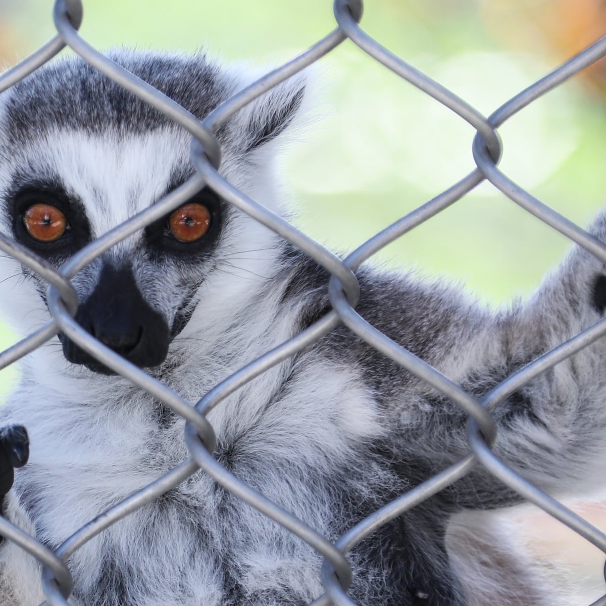 Case of the stolen lemur: man who took animal from US zoo wanted a monkey |  California | The Guardian