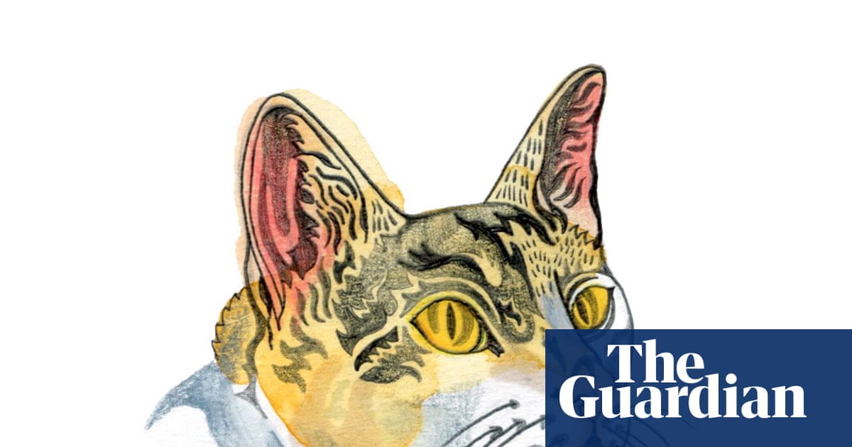 Why are cats’ ears on top of their head and not at the sides? The kids’ quiz
