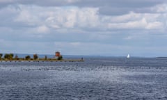 A large gathering of coots on Lough Neagh