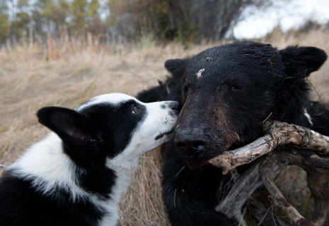 A Karelian bear puppy trains with a bear carcass