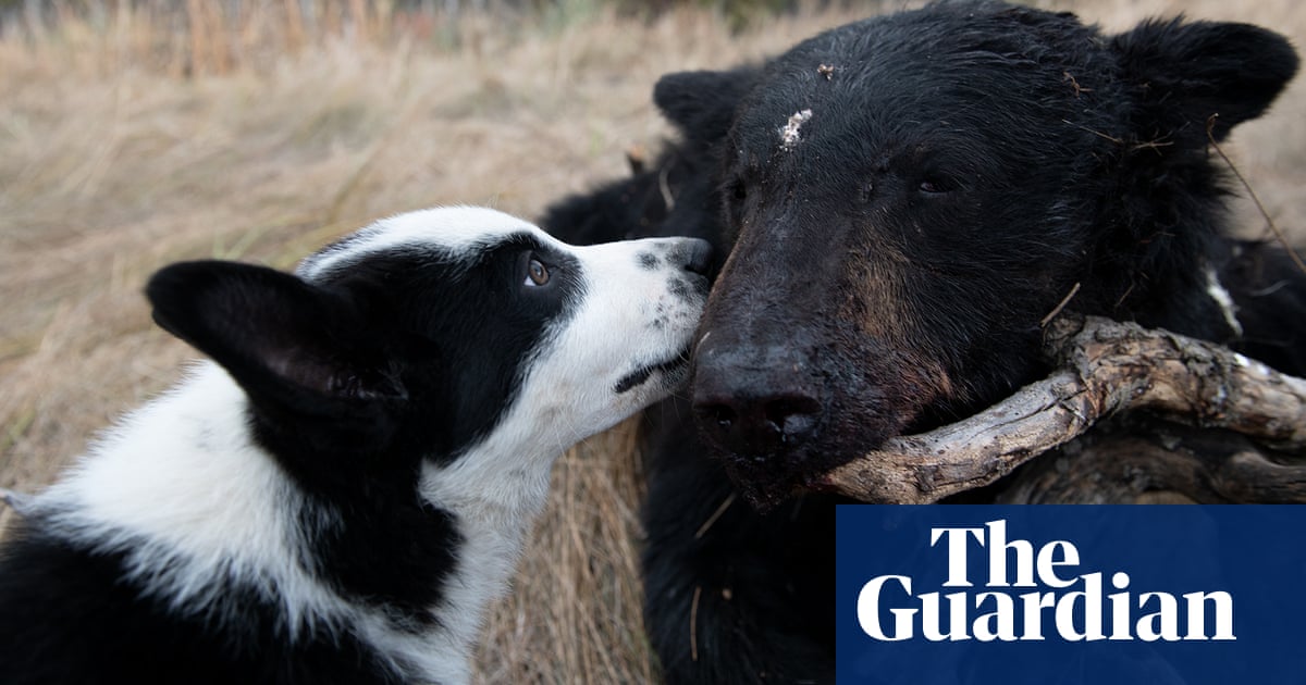 How training dogs to chase bears might just save a grizzly or two