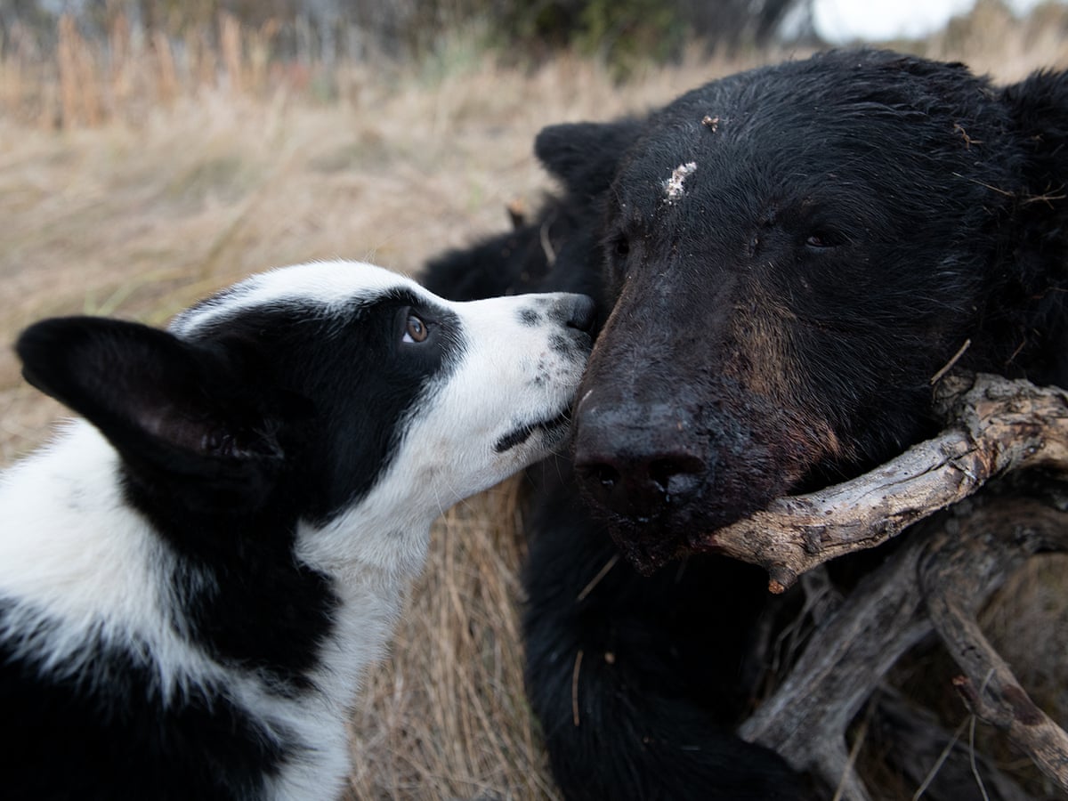 Dogs Trained To Kill Bears dogs-trained-to-kill-bears