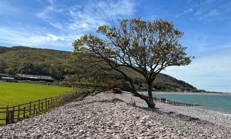 The sessile oak on the beach near Porlock Weir.