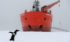 An Adelie penguin walks past the bow of the Australian Antarctic Division’s chartered icebreaker the Aurora Australis.