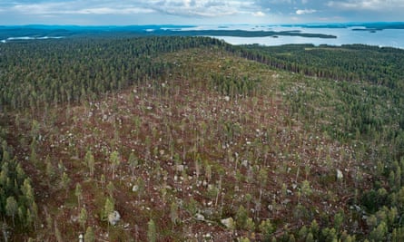 Logged forest area in Inari, Finland