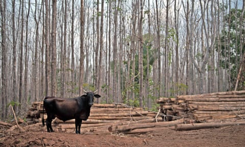 A bull stands next to felled trees in the Brazilian state of Mato Grosso.