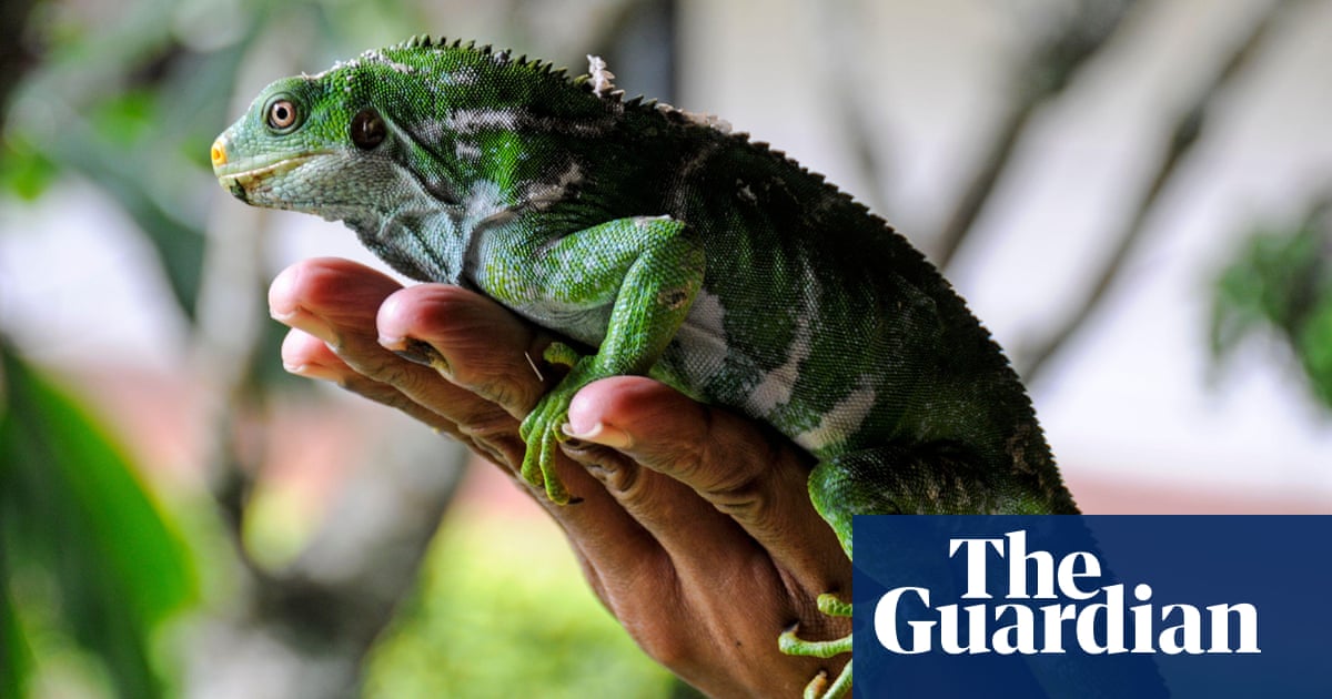 Iguanas probably floated to Fiji millions of years ago on record-breaking raft journey, scientists say