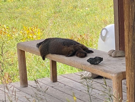 marmot flat on bench