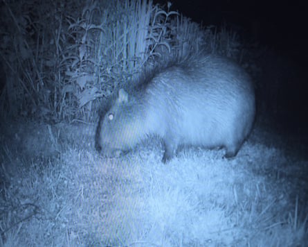 Samba is spotted in the wild on a night vision camera.