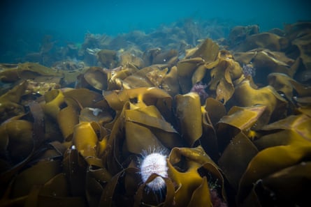 Underwater Sealife, Canna, Scotland