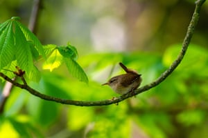 A wren