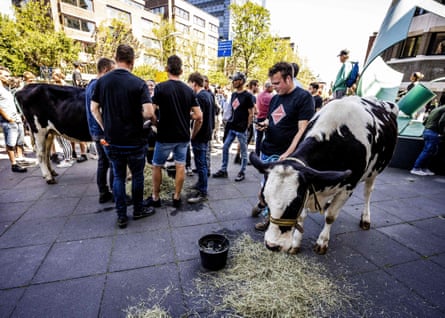 Farmers demonstrate with their cows outside the Dutch house of representatives on 28 June 2022.