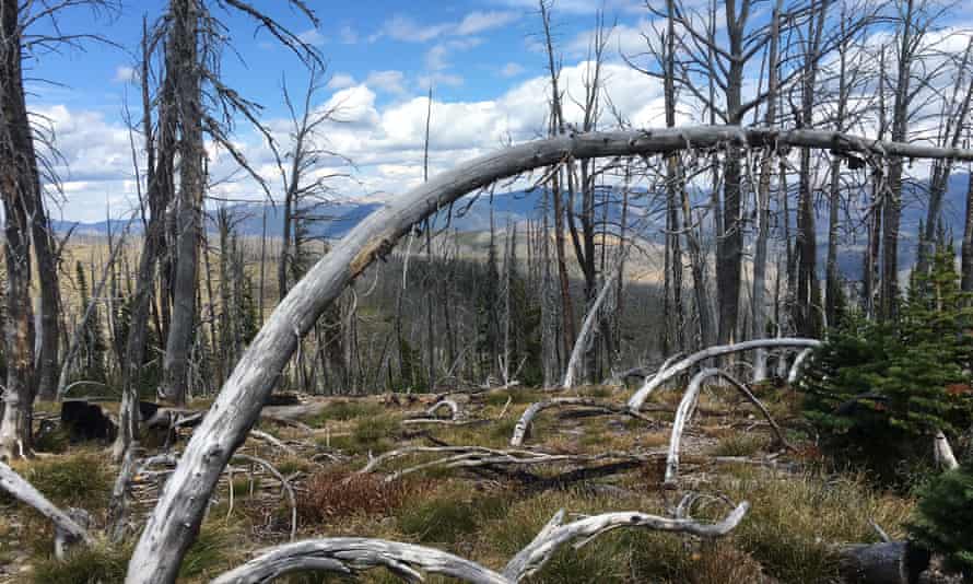 Part of Helena-Lewis and Clark national forest still recovering from a 2003 wildfire.
