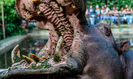 A Hippo known as Pepa at the Santa Fe zoo, in Medellin, Colombia on July 15, 2018.