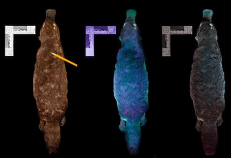 A composite image of a platypus under various UV lights.