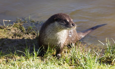 Country diary: A chomping otter transforms into a beautiful creature | Animals | The Guardian Country diary: A chomping otter transforms into a beautiful creature | Animals | The Guardian