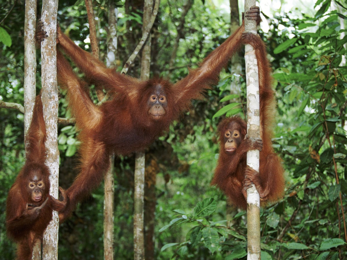 David Attenborough Attacks Plan For Borneo Bridge That Threatens Orangutans David Attenborough The Guardian David Attenborough Attacks Plan For Borneo Bridge That Threatens Orangutans David Attenborough The Guardian