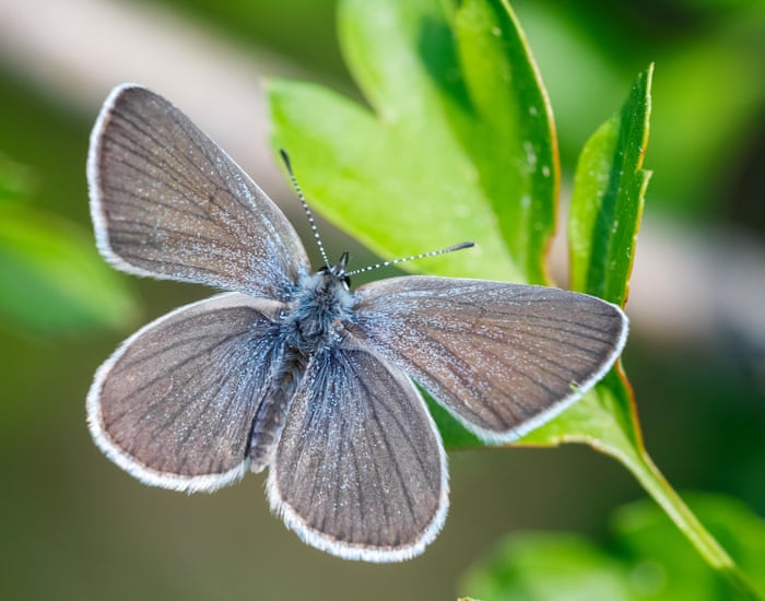 Butterflies around the world are changing habitats – and experts say it's 'signalling a warning' | Butterflies | The Guardian