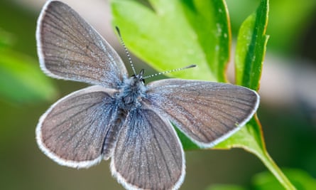 The rare small blue butterfly is found at Trumpington Meadows.
