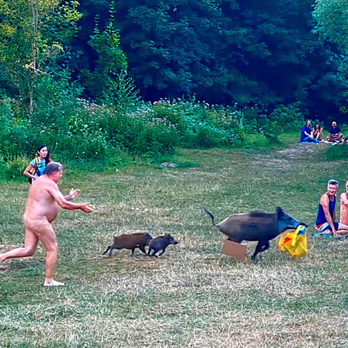 You Swine German Nudist Chases Wild Boar That Stole Laptop Germany The Guardian You Swine German Nudist Chases Wild Boar That Stole Laptop Germany The Guardian