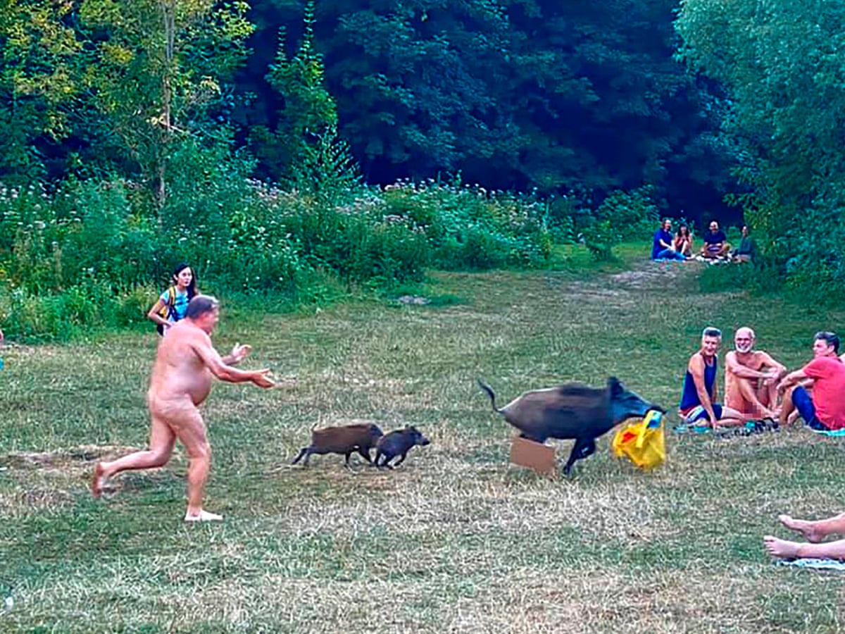 fkk contest family Threat to kill wild boar that stole nude bather's laptop prompts outcry |  Germany | The Guardian