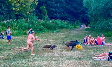 ‘When he returned from the forest, everyone applauded him.’ The nudist chased the boar - and a yellow bag containing his laptop - into undergrowth near Berlin’s Teufelssee.