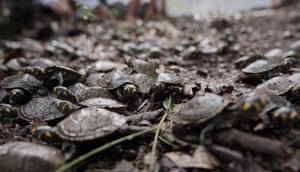 As tartarugas-de-manchas-amarelas são soltas no Rio Iguapo-Açu, em Beruri, Estado do Amazonas, Brasil. O projeto de proteção da tartaruga-de-manchas-amarelas é liderado pelo programa de pesquisa e extensão da Universidade Federal do Amazonas e já devolveu mais de 70.000 tartarugas à natureza em seus 10 anos de existência. A tartaruga-de-manchas-amarelas vive em muitas bacias hidrográficas no norte da América do Sul, incluindo o Rio Amazonas e o Rio Orinoco, na Venezuela