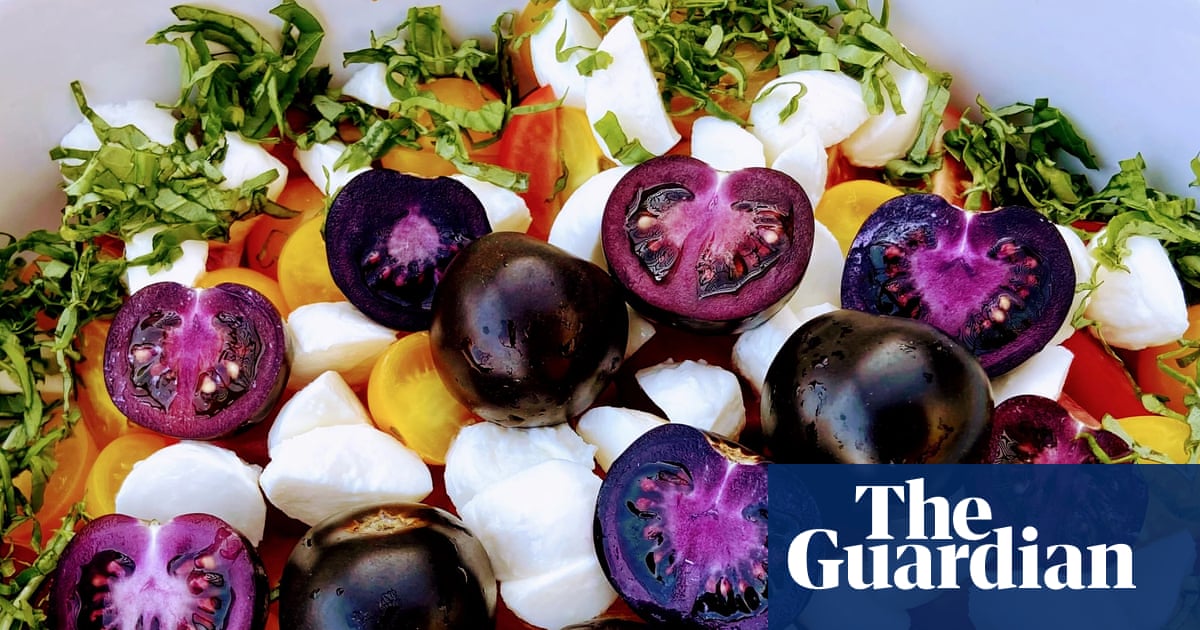 Genetically modified purple tomatoes get green light to be sold in Australia