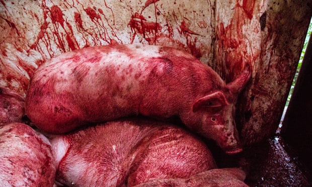 Cruel conditions ... a condemned pig among the bodies of others, all slaughtered while fully conscious in Mexico.