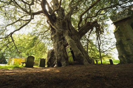 A yew tree with a door in the trunk in a churchyard