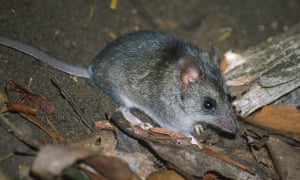 Kangaroo Island dunnart